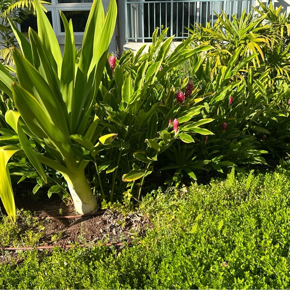 Meet your Posher, Vo - Picture 1 of 1